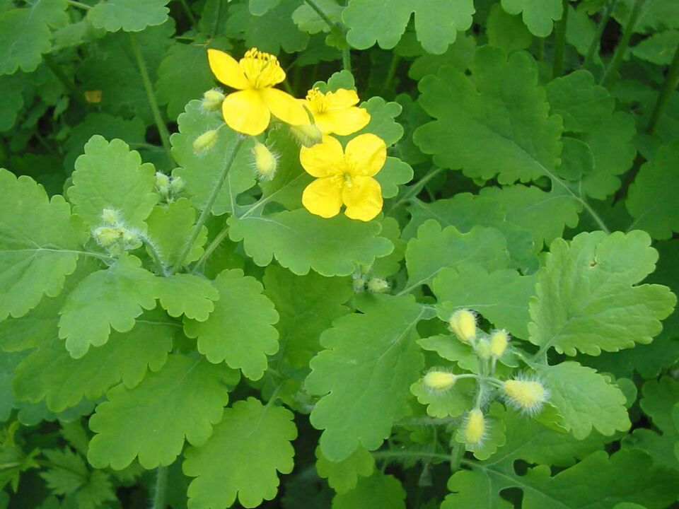 celandine for the treatment of nail fungus