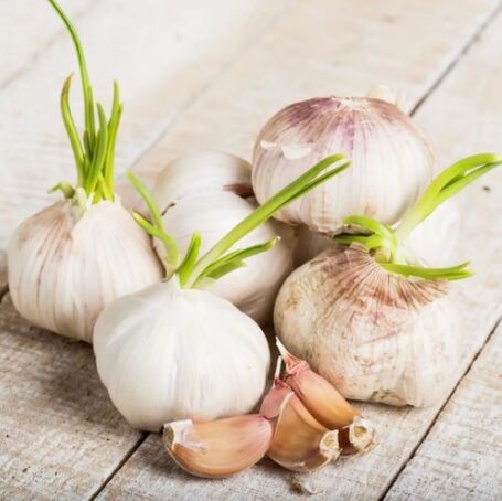 Garlic